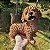 Poodle Marron em Resina (Cachorro) - Imagem 6