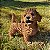Poodle Marron em Resina (Cachorro) - Imagem 7