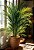 Palmeira Chamaedorea Elegans - Imagem 5