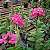 Epidendrum Rosa - Imagem 5