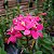 Epidendrum Rosa - Imagem 1