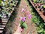 Epidendrum Wedding Valley 'Sakura' - Imagem 3