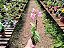Epidendrum Wedding Valley 'Sakura' - Imagem 2