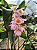 Dendrobium Rosy Cluster - Imagem 6