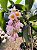 Dendrobium Rosy Cluster - Imagem 10