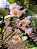 Dendrobium Rosy Cluster - Imagem 5