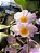Dendrobium Rosy Cluster - Imagem 2