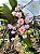Dendrobium Rosy Cluster - Imagem 8