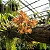 Orquídea Acampe ochracea - Imagem 1