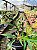 Filodendro Tortum - Philodendron tortum - Imagem 5