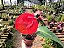 Anturio Rabinho de Porco - Anthurium scherzerianum - Imagem 2