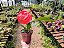Anturio Rabinho de Porco - Anthurium scherzerianum - Imagem 5