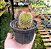 Mammillaria zeilmanniana - Imagem 6