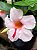 Dipladenia Rosa - Mandevilla sanderi - Imagem 6