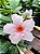 Dipladenia Rosa - Mandevilla sanderi - Imagem 1