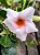 Dipladenia Rosa - Mandevilla sanderi - Imagem 5