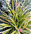Bromélia Abacaxi Ornamental - Ananas comosus - Imagem 1