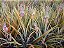 Bromélia Abacaxi Ornamental - Ananas comosus - Imagem 4