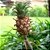 Bromélia Abacaxi Ornamental - Ananas comosus - Imagem 5