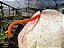 Antúrio Rabinho de Porco Mesclado - Anthurium scherzerianum - Imagem 5