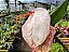 Antúrio Rabinho de Porco Mesclado - Anthurium scherzerianum - Imagem 2