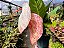 Antúrio Rabinho de Porco Mesclado - Anthurium scherzerianum - Imagem 6