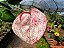 Antúrio Rabinho de Porco Mesclado - Anthurium scherzerianum - Imagem 4