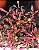 Planta Periquito - Alternanthera Rosea - Imagem 4