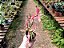 Planta Periquito - Alternanthera Rosea - Imagem 3