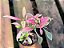Planta Periquito - Alternanthera Rosea - Imagem 2