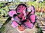 Calathea Roseopicta Crimson - Imagem 3