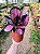 Calathea Roseopicta Crimson - Imagem 5
