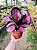 Calathea Roseopicta Crimson - Imagem 6