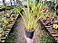 Oncidium Sphacelatum - Imagem 4