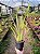 Oncidium Sphacelatum - Imagem 2
