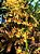 Oncidium Sphacelatum - Imagem 1