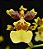 Oncidium Sphacelatum - Imagem 3