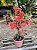 Primavera Terracota - Bougainvillea spp. - Imagem 4