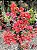 Primavera Terracota - Bougainvillea spp. - Imagem 5