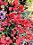 Primavera Terracota - Bougainvillea spp. - Imagem 2