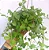 Dischidia Imbricata - Imagem 2
