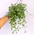 Dischidia Imbricata - Imagem 3