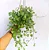 Dischidia Imbricata - Imagem 1