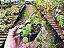 Dischidia Imbricata - Imagem 5