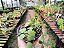 Dischidia Imbricata - Imagem 9