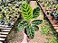 Calatéia zebra - Calathea zebrina - Imagem 3