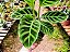 Calatéia zebra - Calathea zebrina - Imagem 2