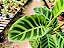 Calatéia zebra - Calathea zebrina - Imagem 1