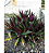 Abacaxi Roxo - Tradescantia spathacea - Imagem 3