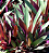 Abacaxi Roxo - Tradescantia spathacea - Imagem 2